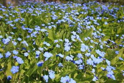 Close-up of purple flowering plants