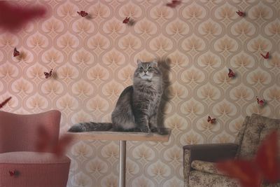 Portrait of cat sitting on table at abandoned hotel