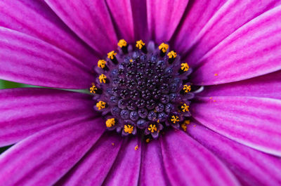 Close-up of purple flower