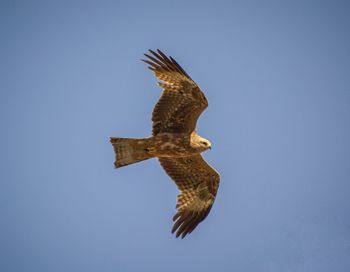 Low angle view of eagle flying against clear blue sky