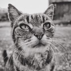 Close-up portrait of cat