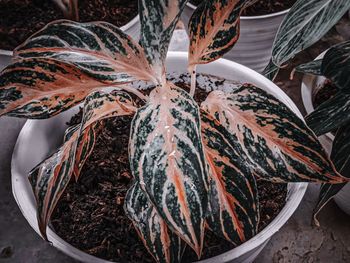 High angle view of food on plant