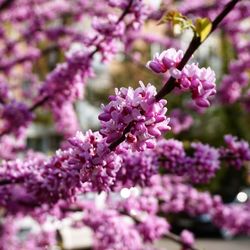 Close-up of fresh purple flowers