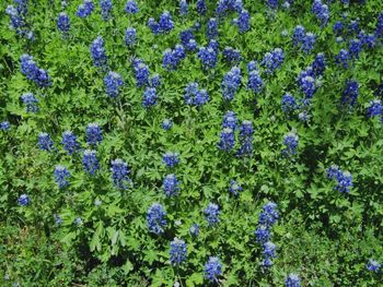 Close-up of purple flowers blooming in field