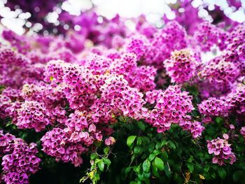 Close-up of pink flowers