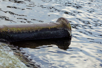 Close-up of turtle in water