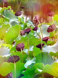 Close-up of water lily in lake