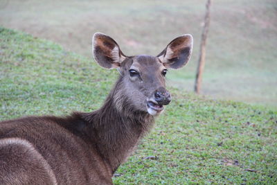 Portrait of deer standing on field