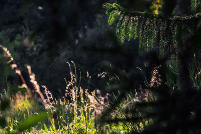 Close-up of trees growing in forest