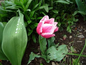 Close-up of pink flowers blooming on field