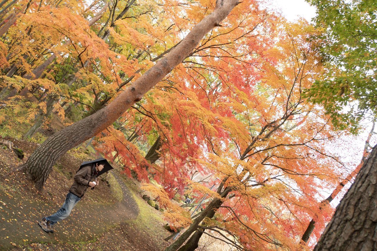 LOW ANGLE VIEW OF TREE IN AUTUMN LEAVES