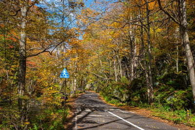 Rear view of person on road amidst trees during autumn