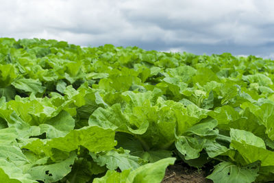 Close-up of green plants growing on field