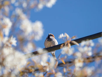 Low angle view of bird perching on branch