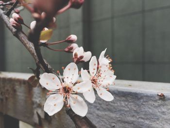 Close-up of apple blossoms in spring