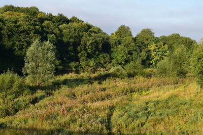 Scenic view of grassy field against sky