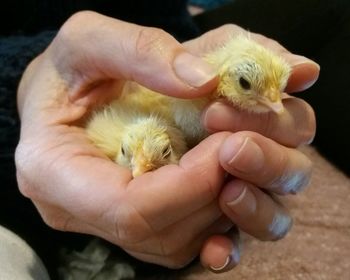 Close-up of hand holding bird