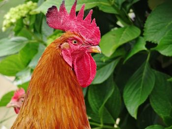 Close-up of rooster on leaf