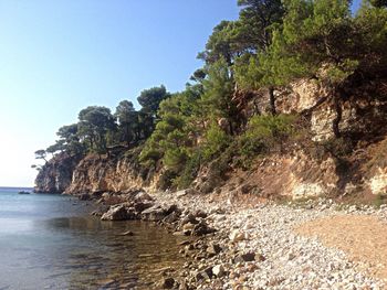 Trees on beach against clear sky