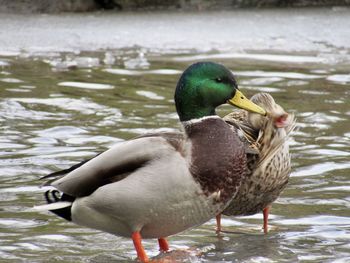 Close-up of mallard duck swimming on lake