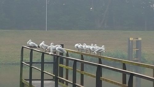 Birds on water