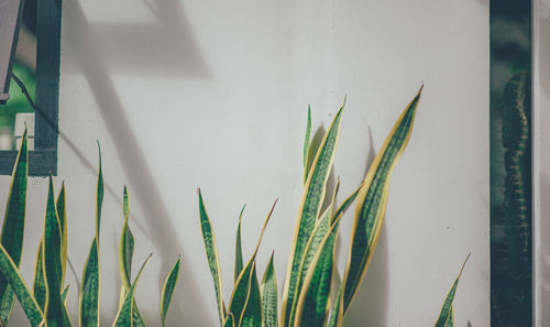 Close-up of potted plant against wall