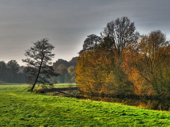 Trees on field against sky