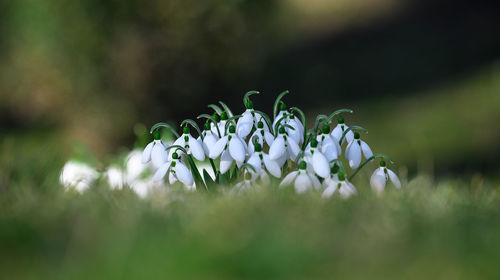 Close-up of white flowering plant on field