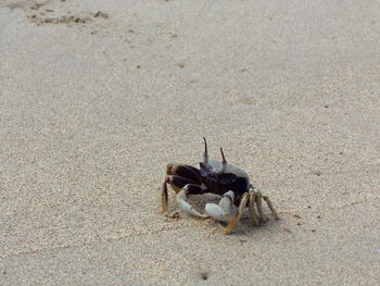 Close-up of dead animal