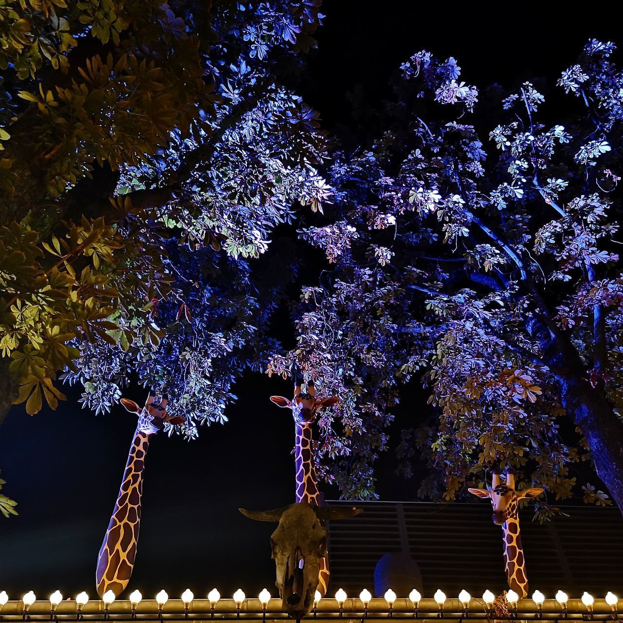 LOW ANGLE VIEW OF ILLUMINATED CHERRY BLOSSOM TREE