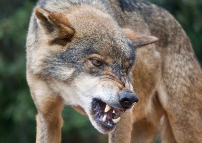 Close-up of angry wolf looking away