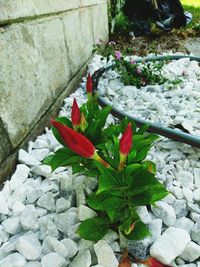 Close-up of red flowers blooming outdoors