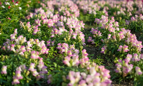 Close-up of purple flowering plants on field