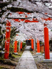 View of footpath amidst cherry trees