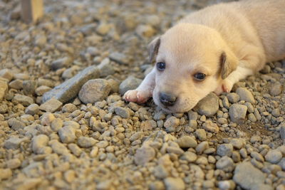 Close-up of puppy on pebbles