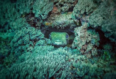 Close-up of turtle in water