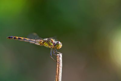 Close-up of dragonfly