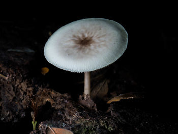 Close-up of mushroom growing on field