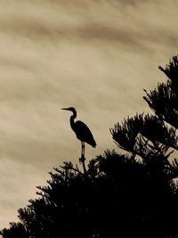 Low angle view of gray heron perching on tree against sky