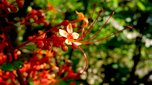 Flowers blooming outdoors