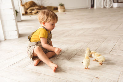 Boy playing with ducks for easter