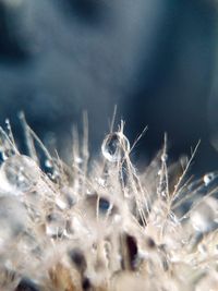 Close-up of raindrops on a dandelion