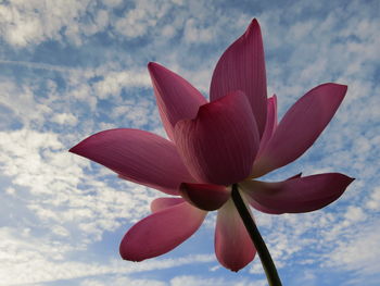 Low angle view of pink flowering plant against sky