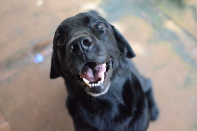 Close-up portrait of black dog