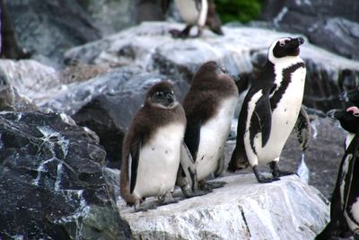 Close-up of penguin on rock