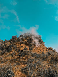 Low angle view of trees against sky