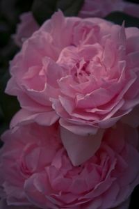 Close-up of pink rose