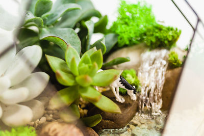 Close-up of potted plant