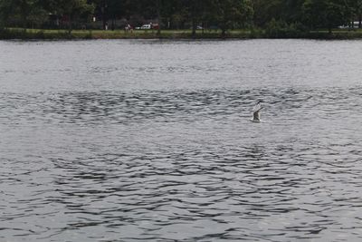 Birds flying over lake