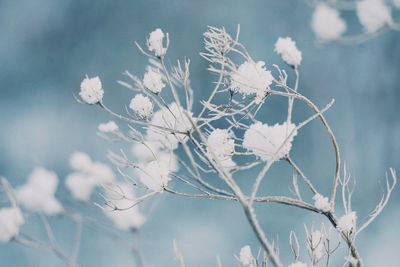 Close-up of white flowers blooming in winter